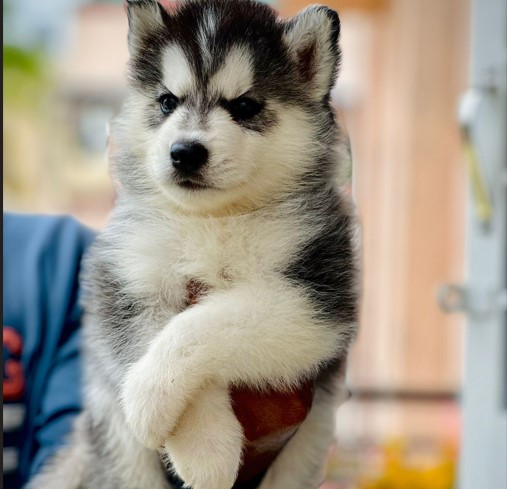 Intelligent husky price in chennai.