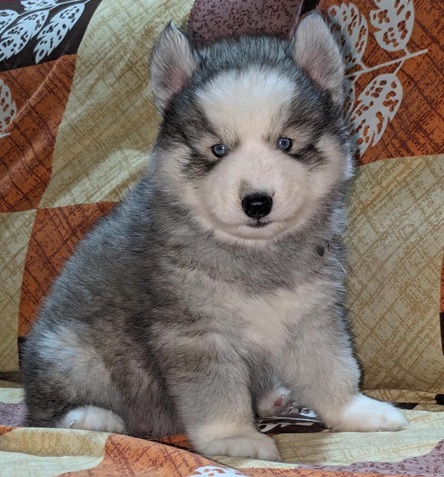 Siberian Husky price in india