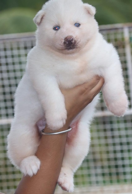 Siberian Husky for sale in india