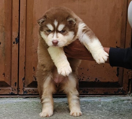 Siberian Husky puppy Price in india