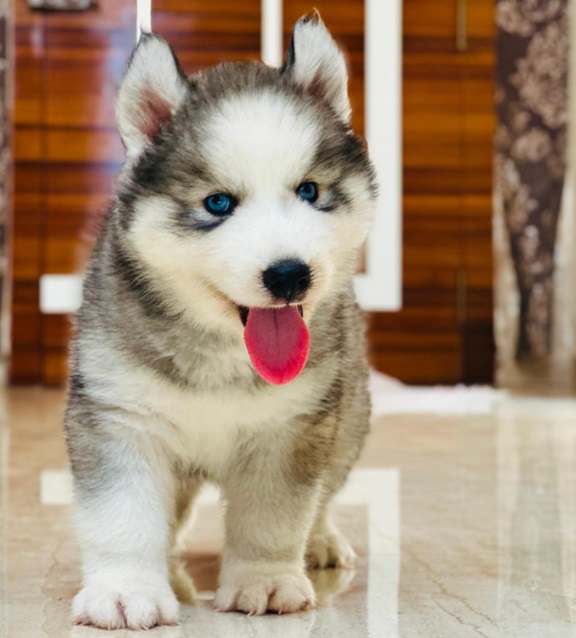 Siberian Husky dog price in India