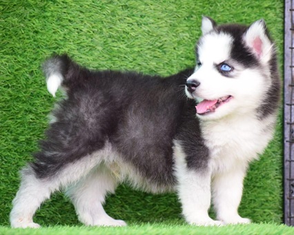 Siberian Husky dog breeder in india