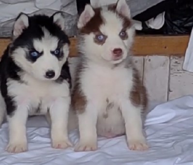 Siberian Husky dog for sale in India