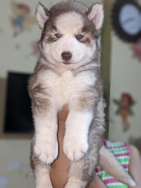 Siberian Husky pet shop in india