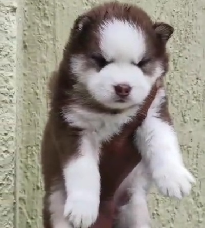 Siberian Husky online pet store in India