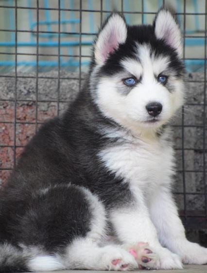 Siberian Husky Puppiesprice in india