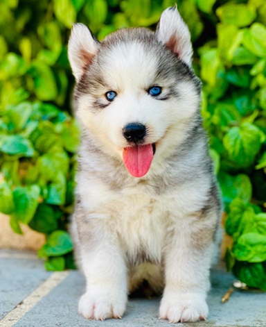 Siberian Husky dog kennel in india