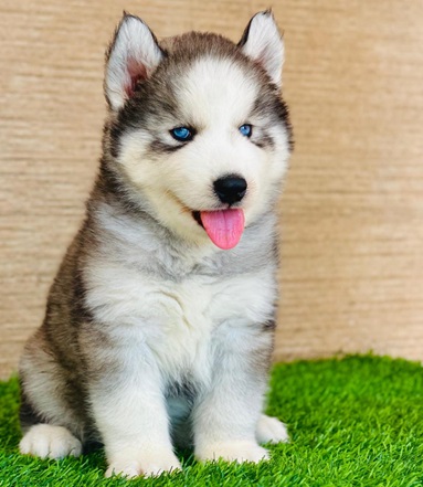 Siberian Husky dog breeder in india