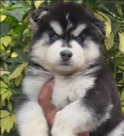 Siberian Husky female puppy price in India