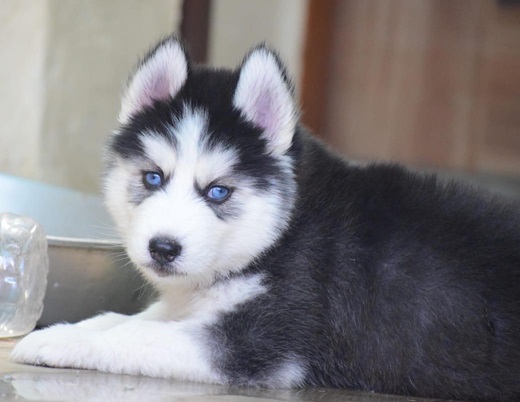 Husky Puppies for Sale in india