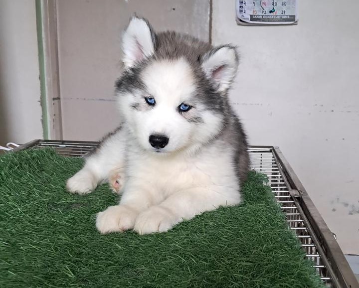 siberian husky price in kolkata