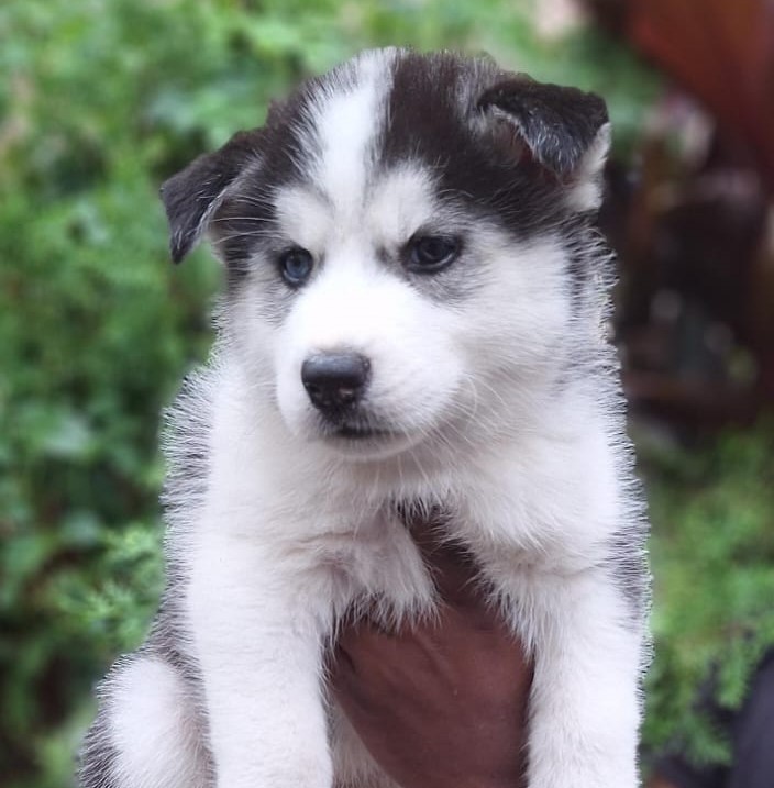 siberian husky pet shop in kolkata