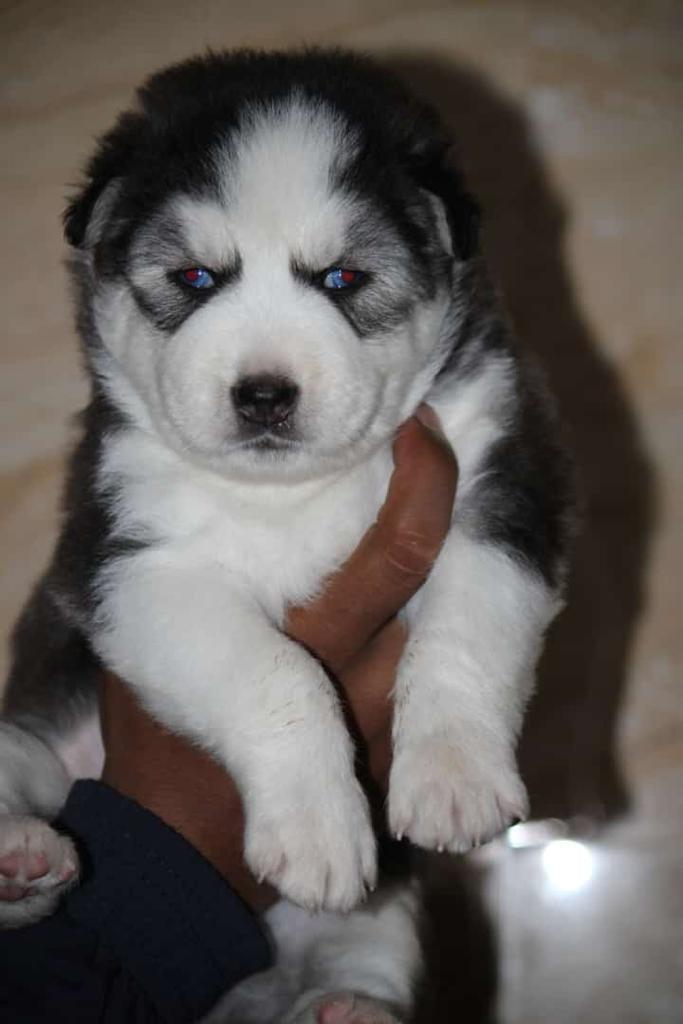 Siberian Husky price in Pune