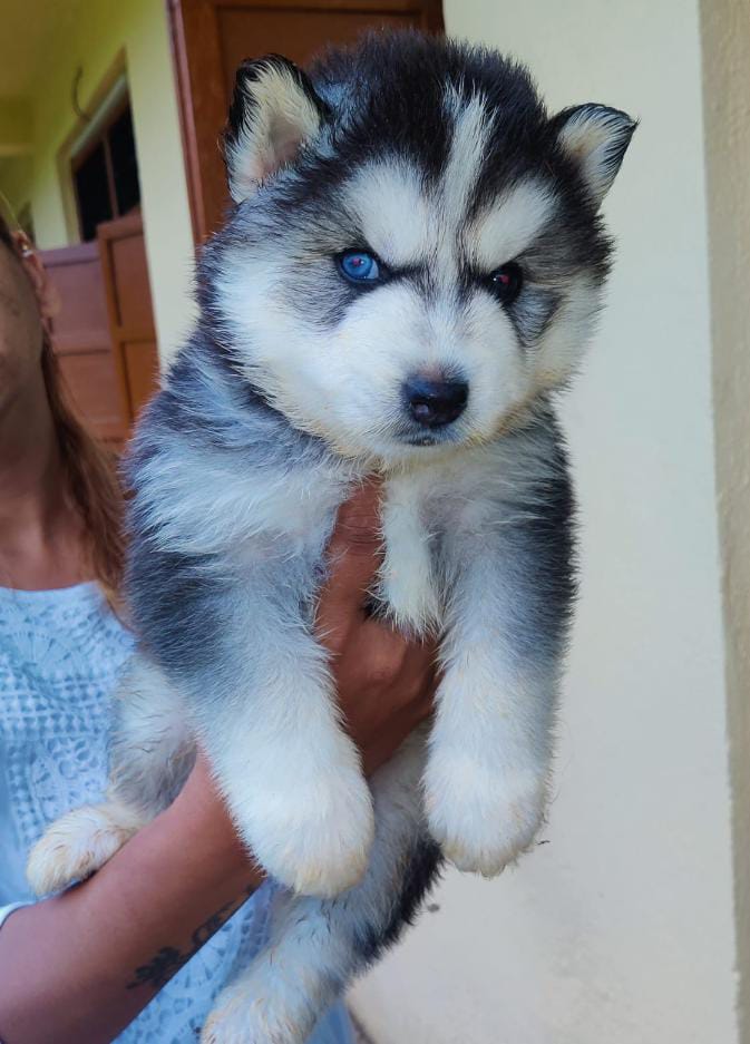 Siberian Husky Puppy price in Pune