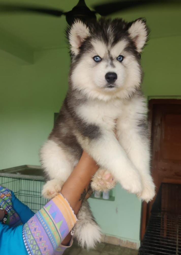 Siberian Husky dog price in Pune