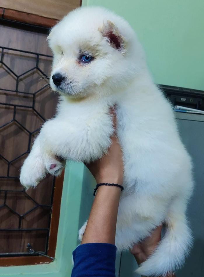 White Siberian husky price in Pune