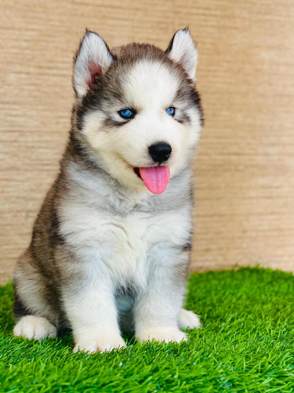 Siberian Husky dog for sale online in Pune