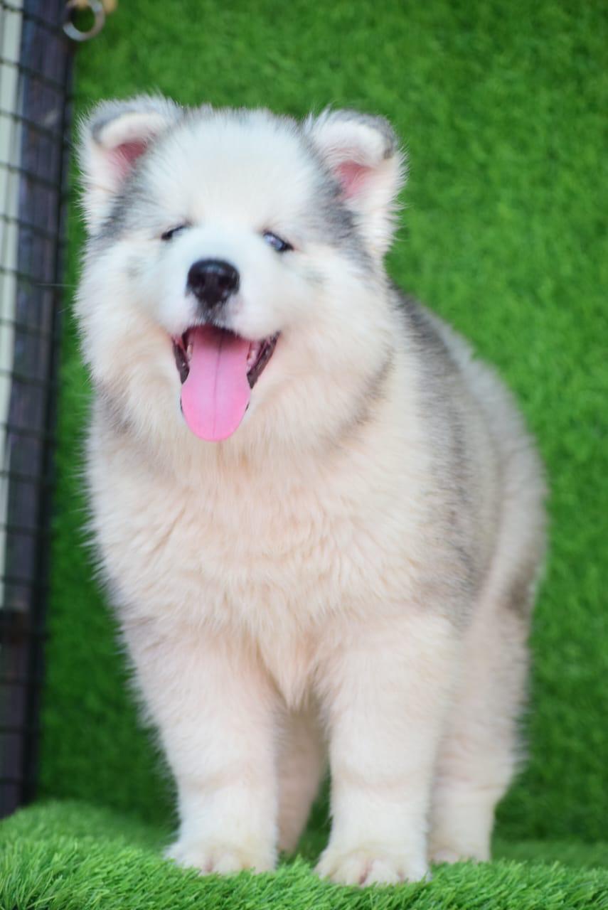 Siberian Husky dog breeder in Pune