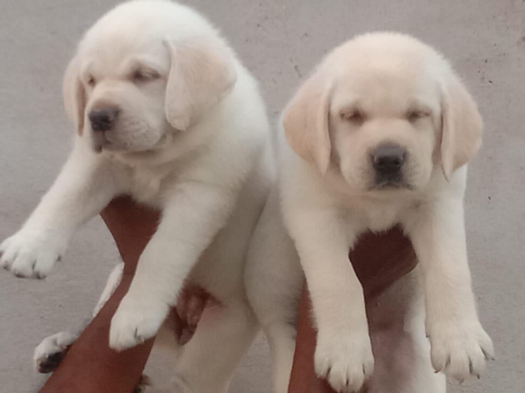 Lab puppy price in india