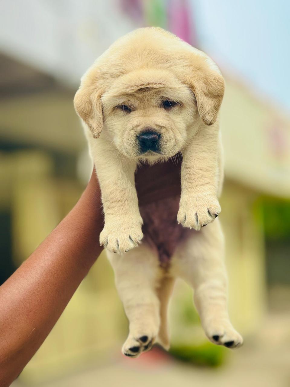 Male Lab puppy price in india