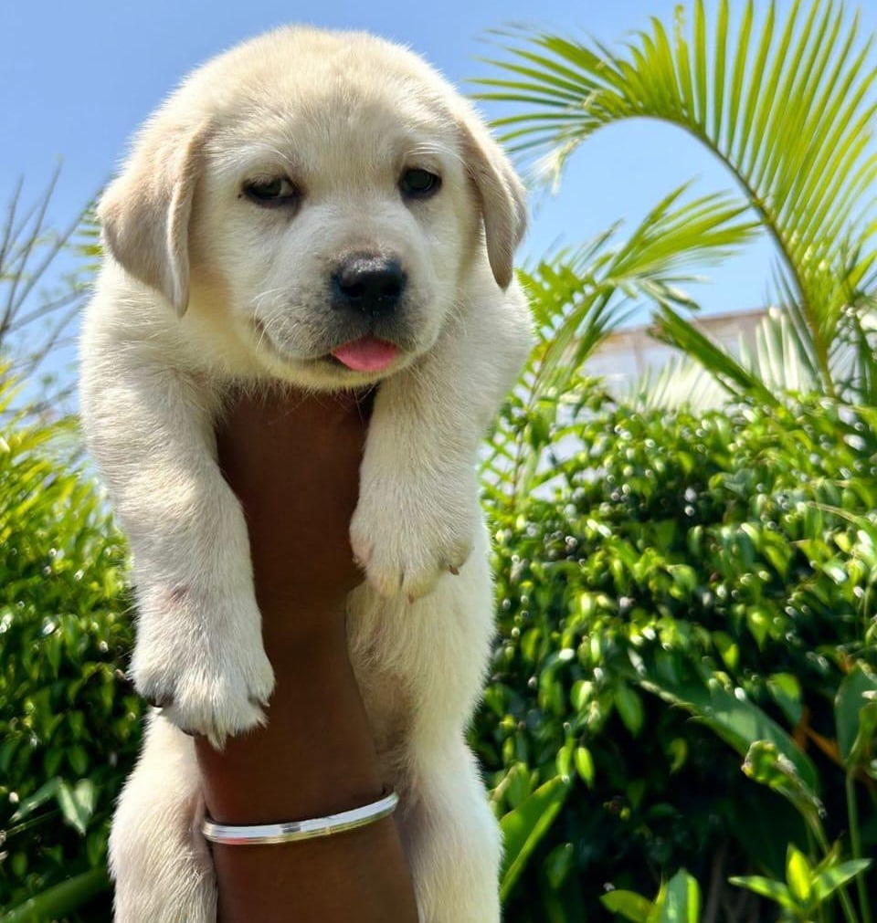 Female lab puppy price in india