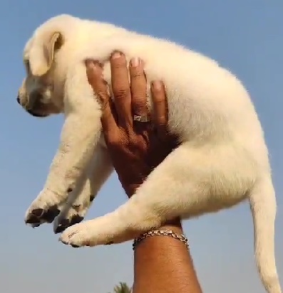 Labrador dog breeder in india