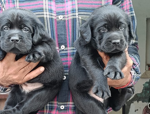 Black Labrador dog for sale in Bangalore