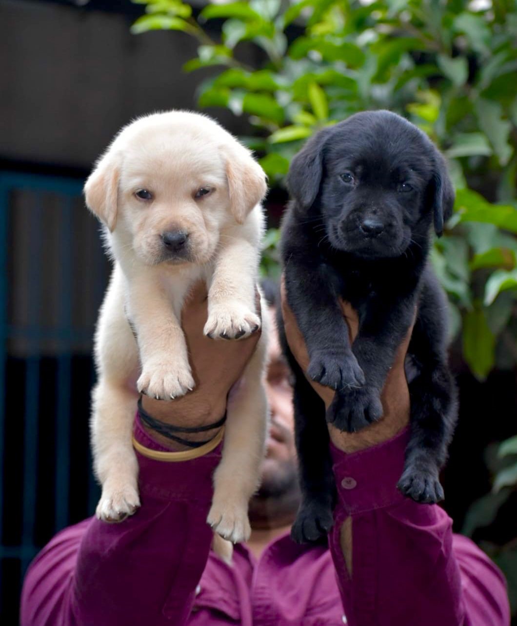 Labrador puppies for sale in Bangalore