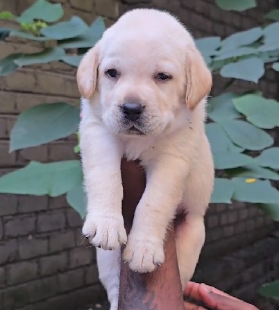 Labrador Retriever price in India