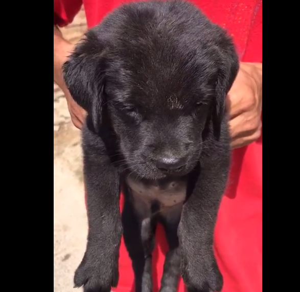 Labrador puppy price in India