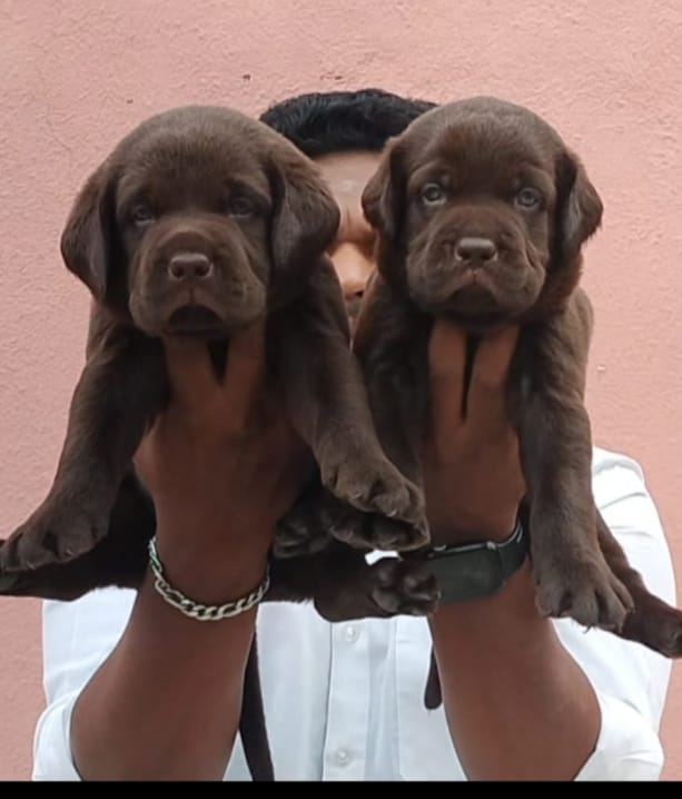 Lab male puppy price in India