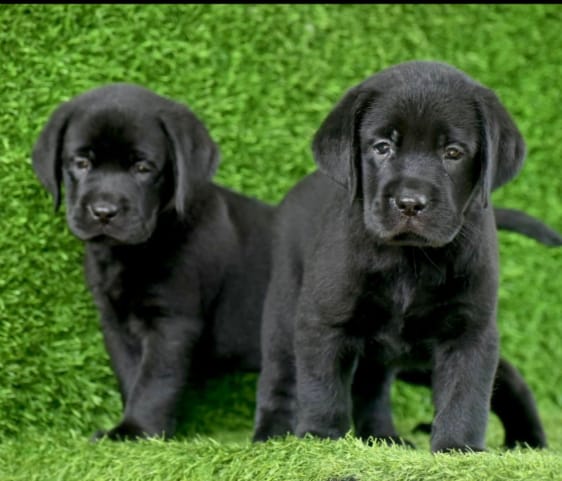 Labrador dog price in india