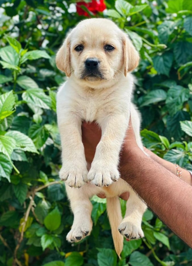 Buy labrador retriever online in India