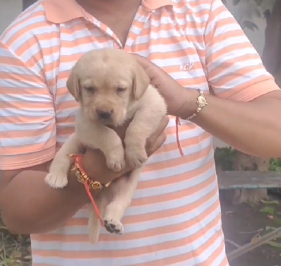 Labrador retriever dog kennel in india