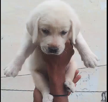 Labrador pet shop in India