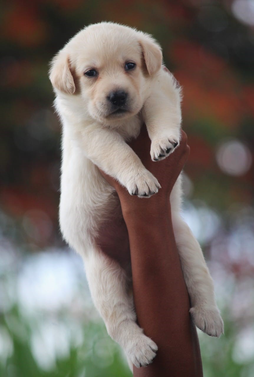 Labrador retriever price in Kolkata