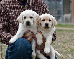 Labrador retriever male price in Kolkata