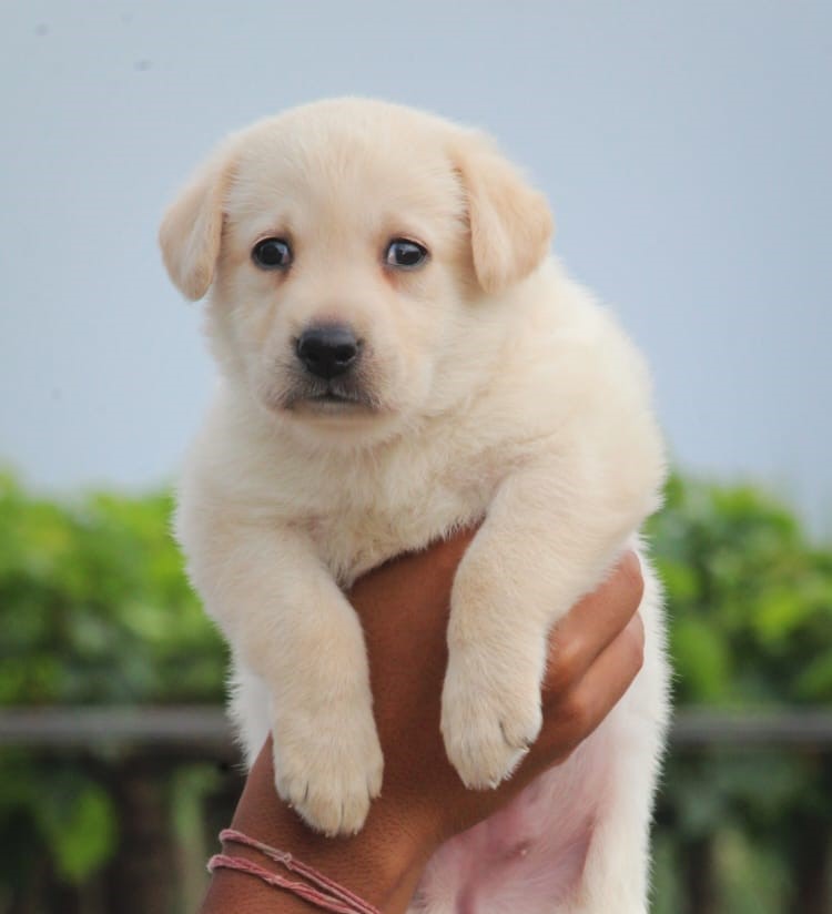 Labrador retriever female price in Kolkata