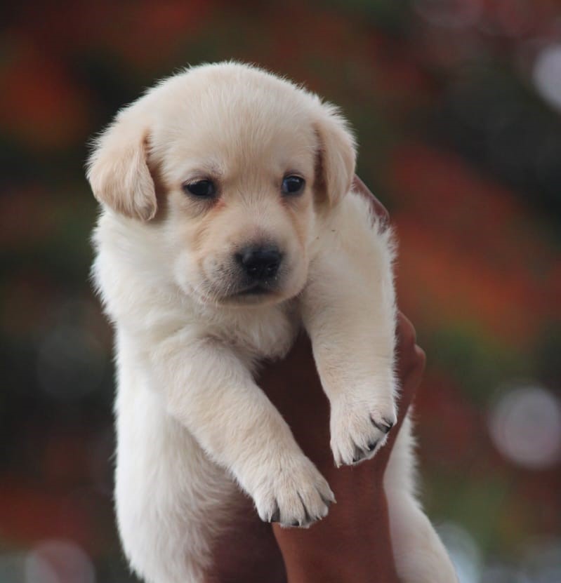 Labrador retriever dog price in Kolkata