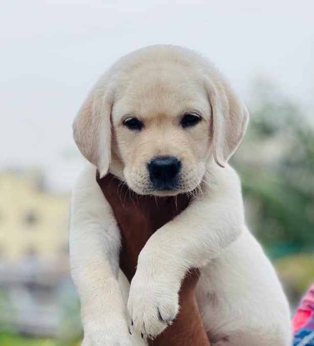 Labrador puppy price in Kolkata