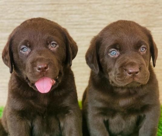 Chocolate Labrador for sale in Kolkata