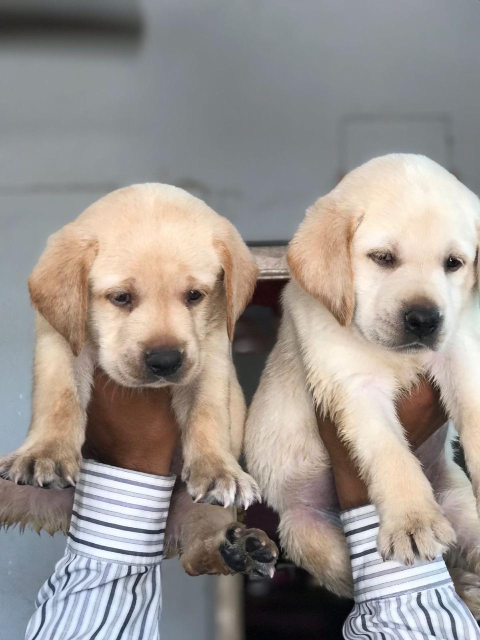 labrador retriever price in ahmedabad gujarat