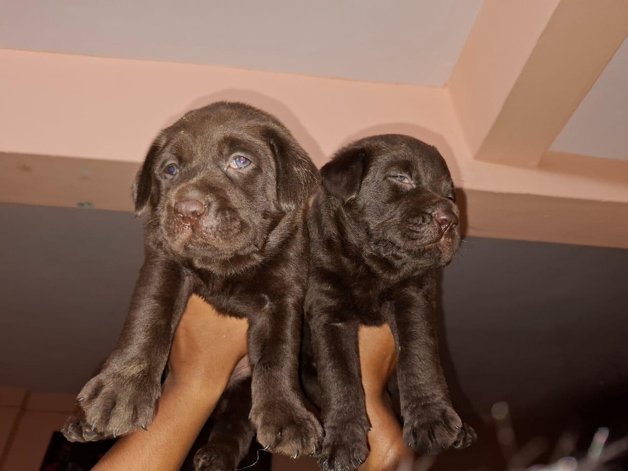 labrador retriever dog price in ahmedabad