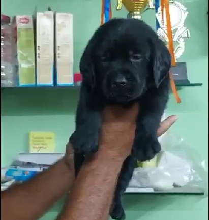 labrador male puppy price in Ahmedabad