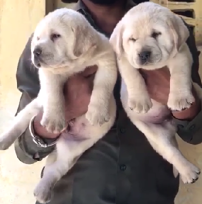 labrador pet shop price in Ahmedabad