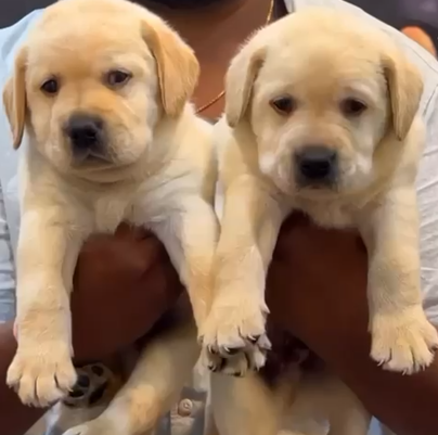 Buy labrador puppy online in Ahmedabad