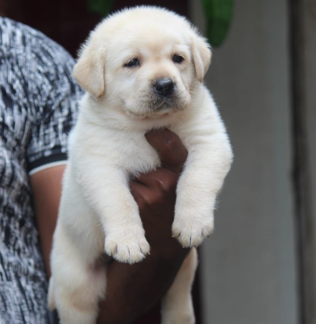 Labrador Retriever price in pune