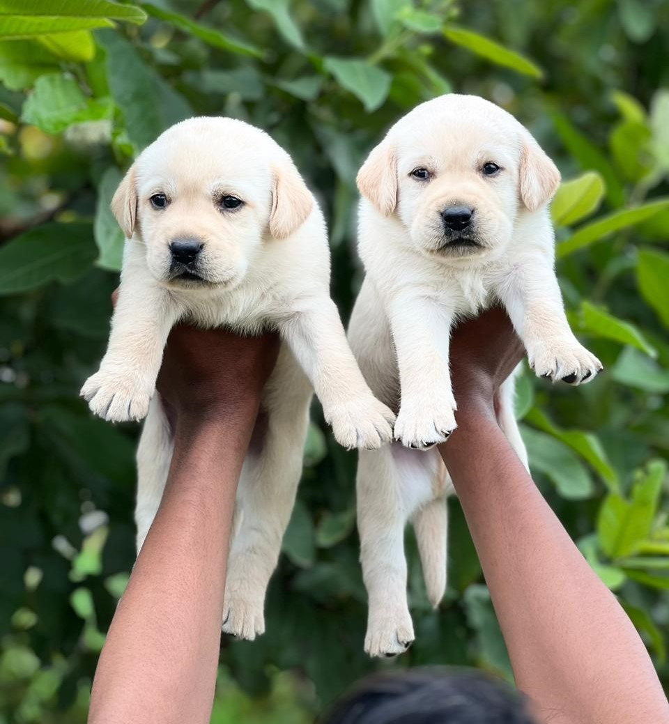 Labrador puppy price in pune