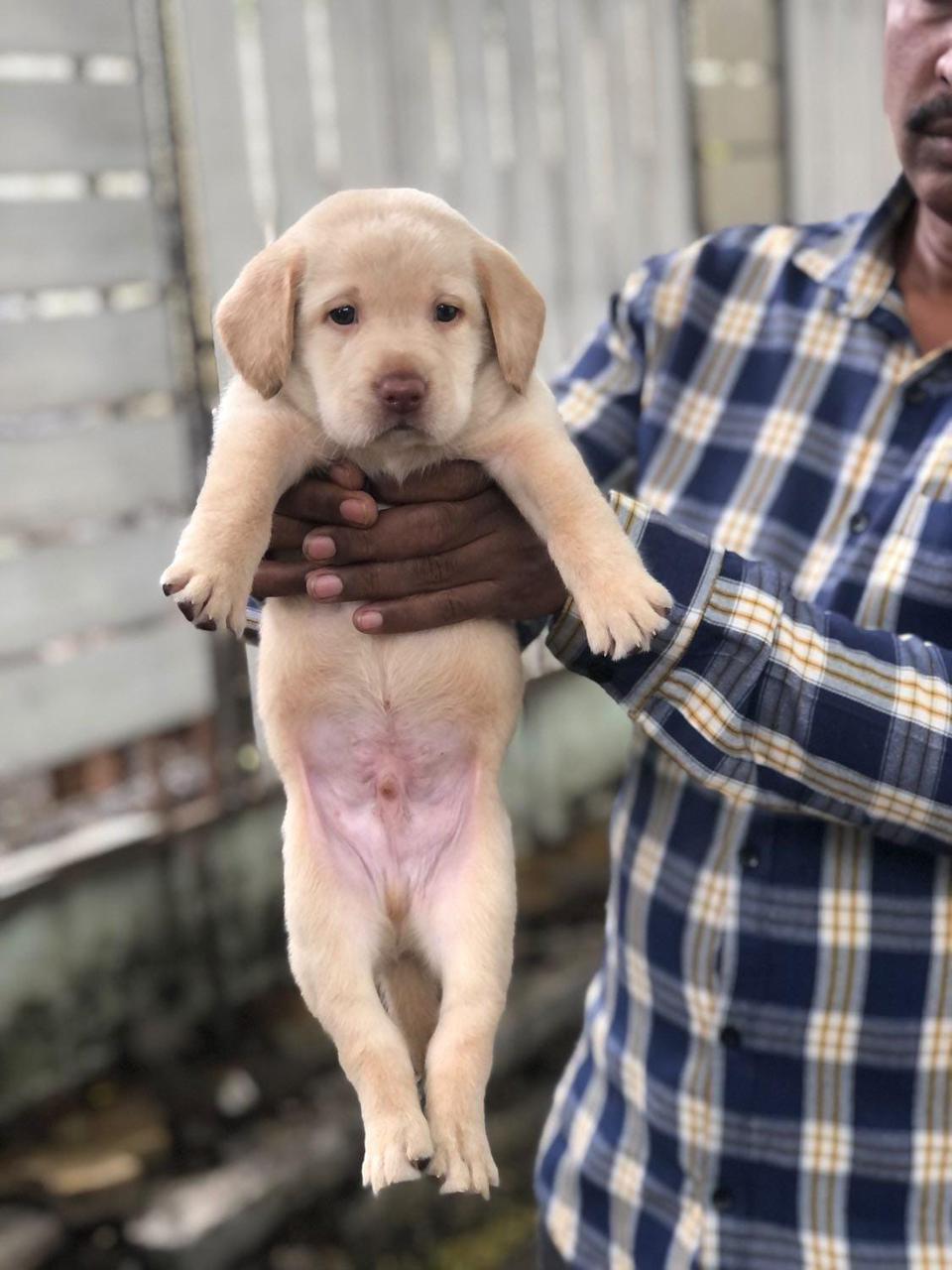 Lab dog price in pune