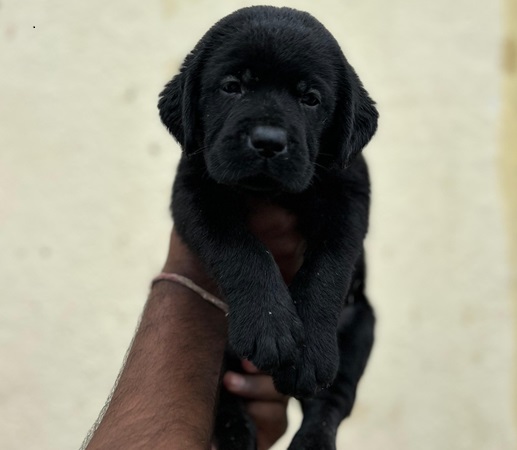 Labrador breeder in pune